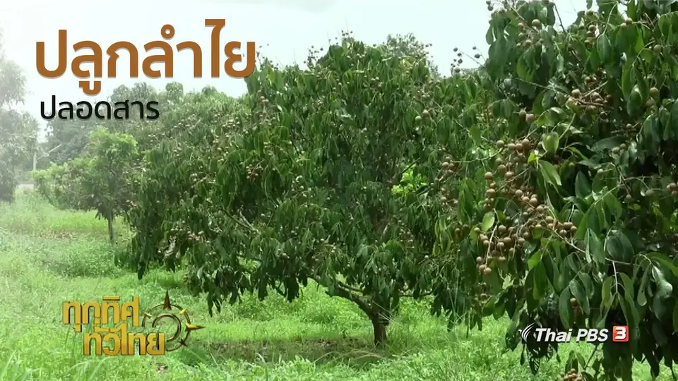 อาชีพทั่วไทย :  ปลูกลำไยปลอดสาร