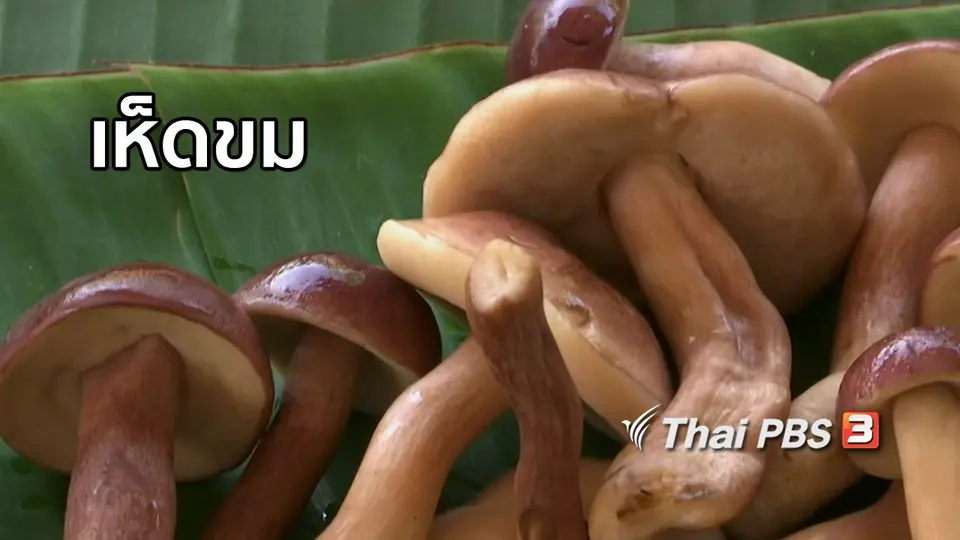 ตะลุยทั่วไทย : เห็ดขม