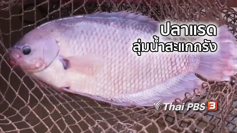 อิ่มมนต์รส : ปลาแรดลุ่มน้ำสะแกกรัง