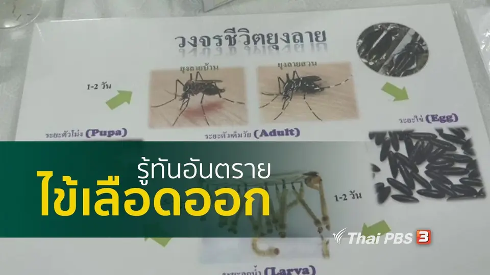รู้สู้โรค : รู้ให้ทันโรคไข้เลือดออก
