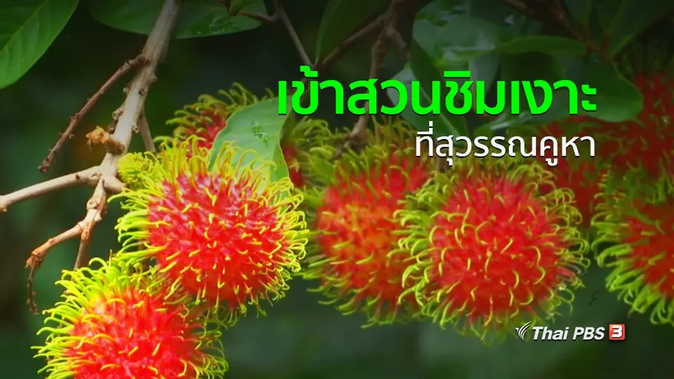 อาชีพทั่วไทย : เข้าสวนชิมเงาะที่สุวรรณคูหา