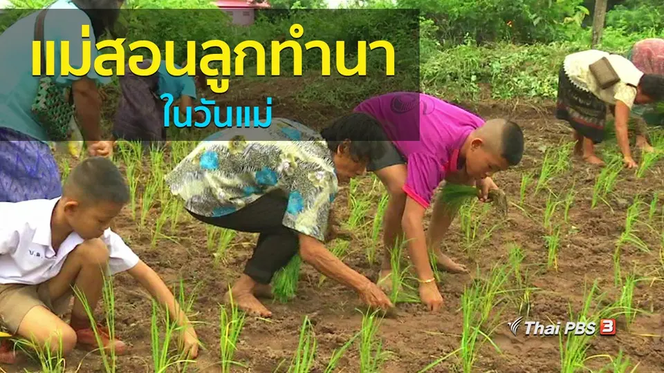 วิถีทั่วไทย : แม่สอนลูกทำนาในวันแม่