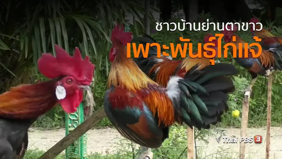 ชุมชนทั่วไทย :  ชาวบ้านย่านตาขาวเพาะพันธุ์ไก่แจ้