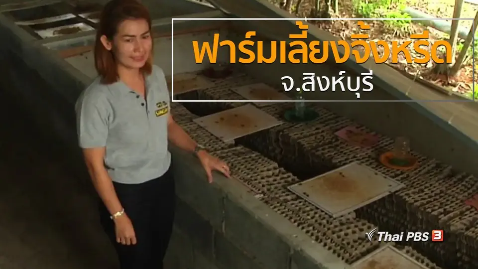 วิถีทั่วไทย : ฟาร์มเลี้ยงจิ้งหรีด จ.สิงห์บุรี