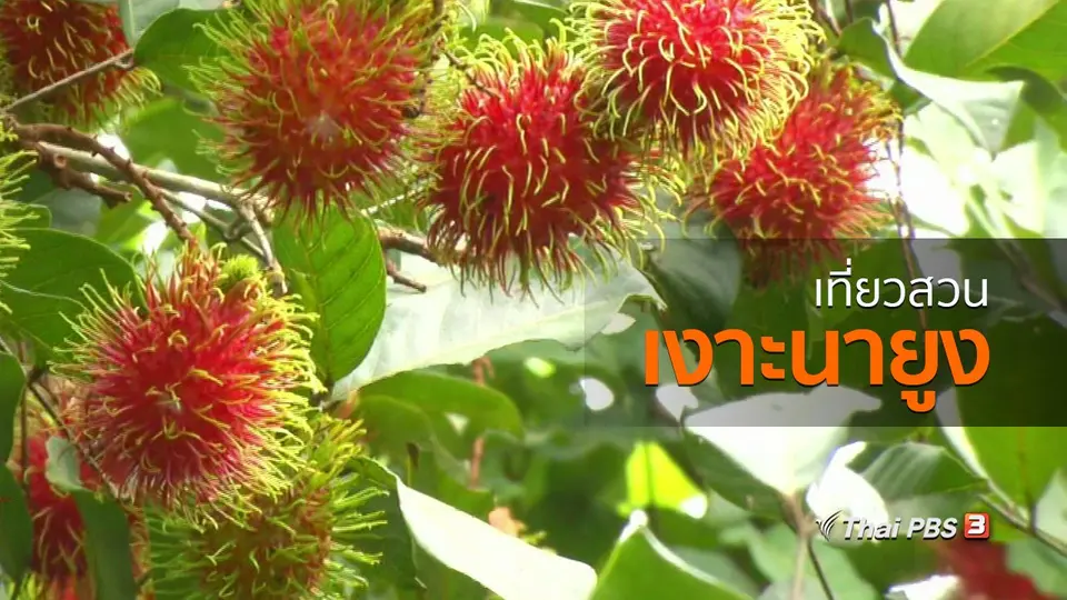 ชุมชนทั่วไทย : เที่ยวสวนเงาะนายูง