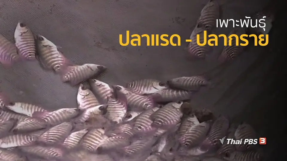 อาชีพทั่วไทย : เพาะพันธุ์ปลากราย – ปลาแรด