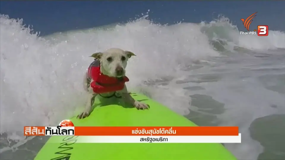 การแข่งขันสุนัขโต้คลื่น