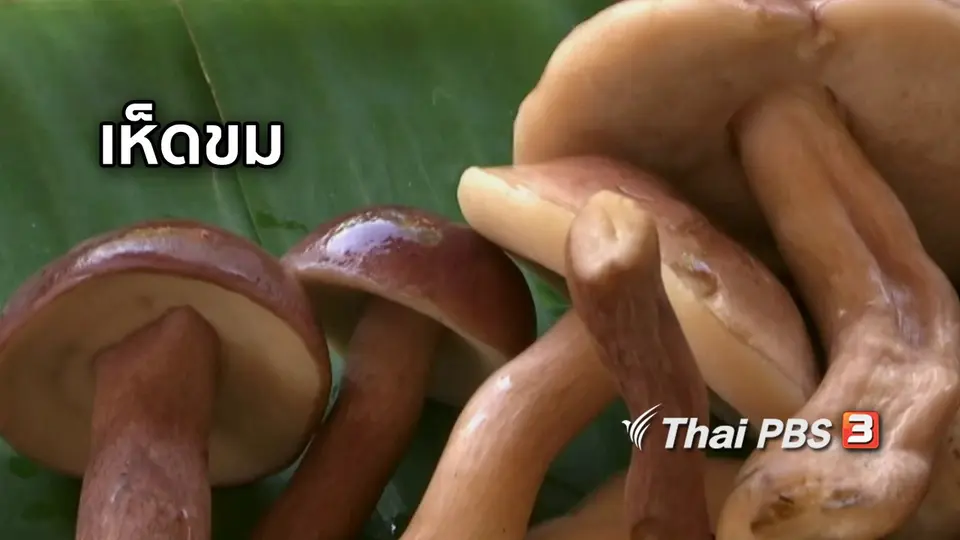 ตะลุยทั่วไทย : เห็ดขม