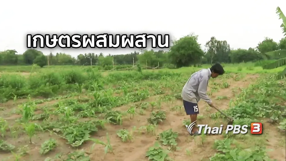 ตะลุยทั่วไทย : เกษตรผสมผสาน