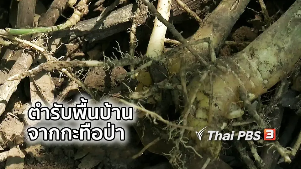 อิ่มมนต์รส : เปิดตำรับพื้นบ้านจากกะทือป่า