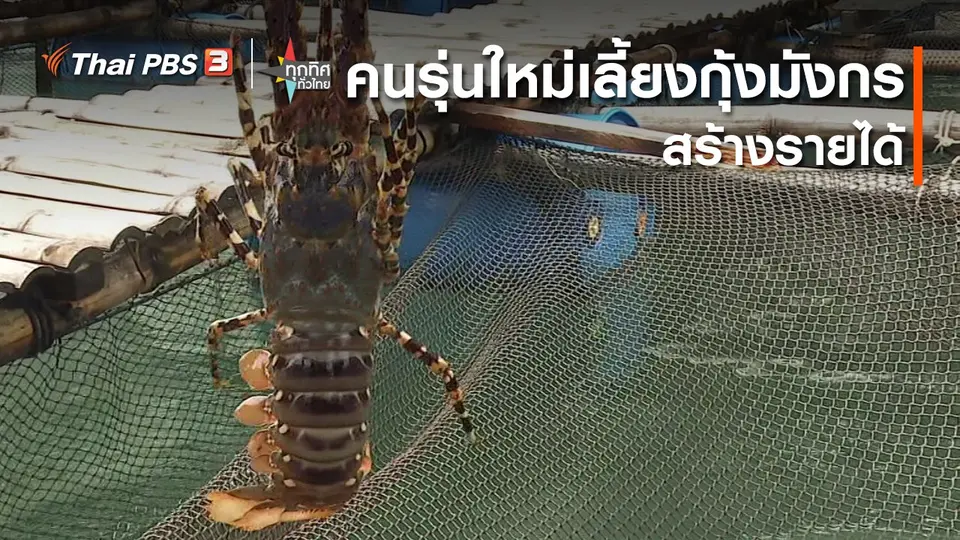 คนรุ่นใหม่เลี้ยงกุ้งมังกรสร้างรายได้