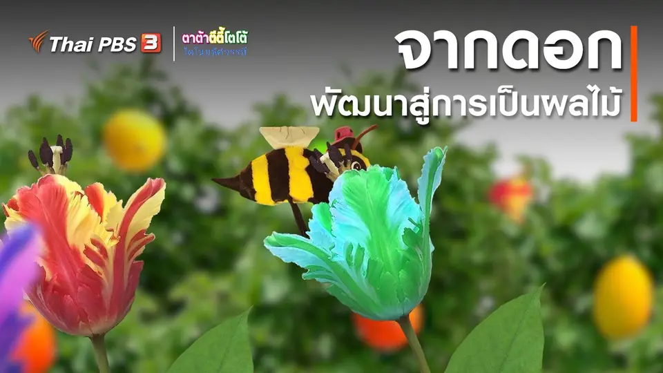 ​เกร็ดน่ารู้กับตาต้าตีตี้โตโต้ : จากดอกพัฒนาสู่การเป็นผลไม้