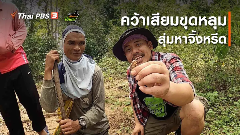 คลิปบ้านทุ่ง : คว้าเสียมขุดหลุม สุ่มหาจิ้งหรีด