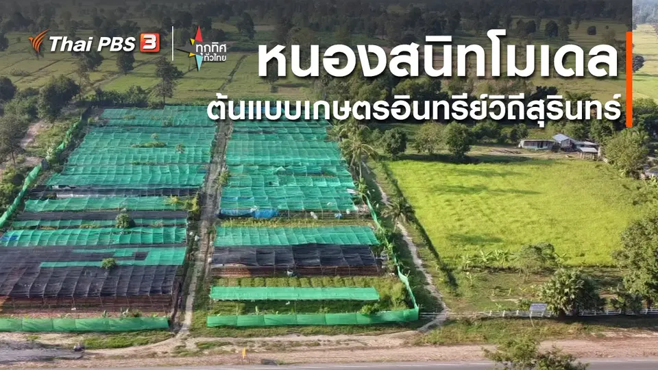 ​หนองสนิทโมเดล ต้นแบบเกษตรอินทรีย์วิถีสุรินทร์