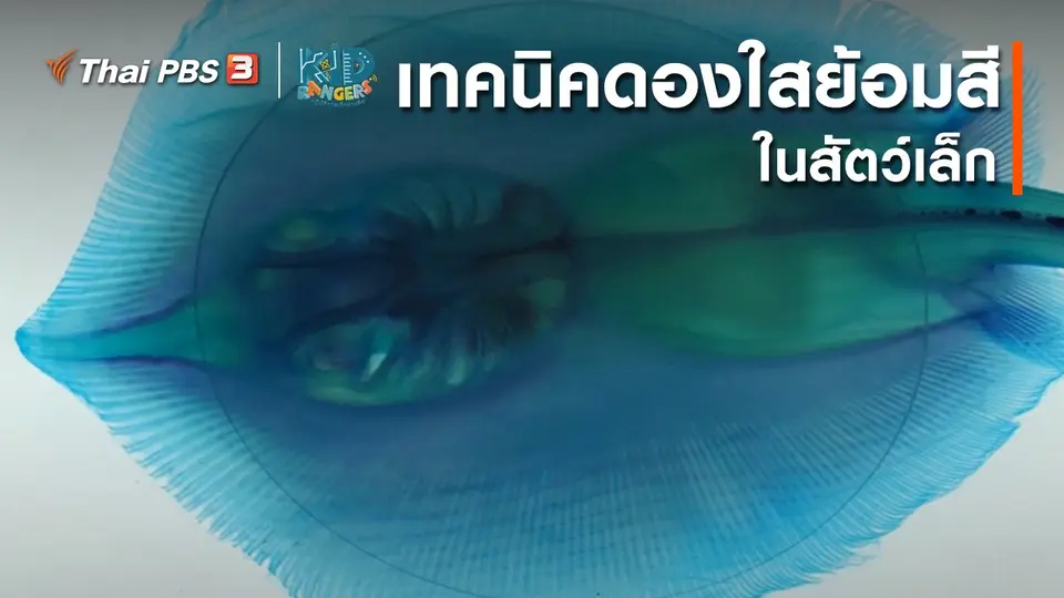 คิดส์เรียนรู้ : เทคนิคดองใสย้อมสีในสัตว์เล็ก