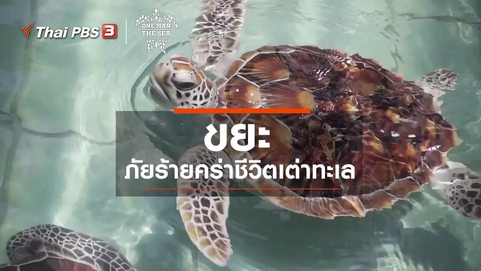 ขยะ ภัยร้ายคร่าชีวิตเต่าทะเล