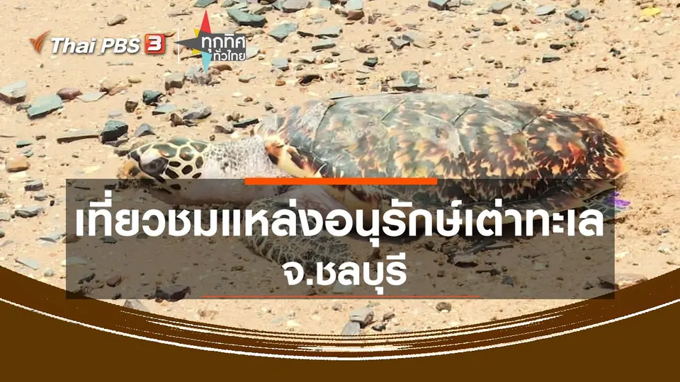 ​เที่ยวชมแหล่งอนุรักษ์เต่าทะเล