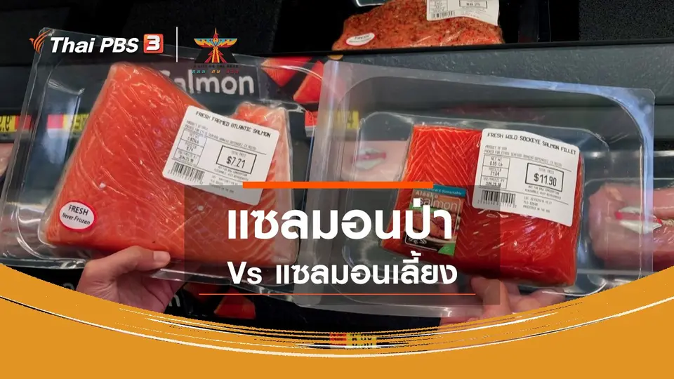 เรื่องเล่าการเดินทาง : แซลมอนป่า Vs แซลมอนเลี้ยง