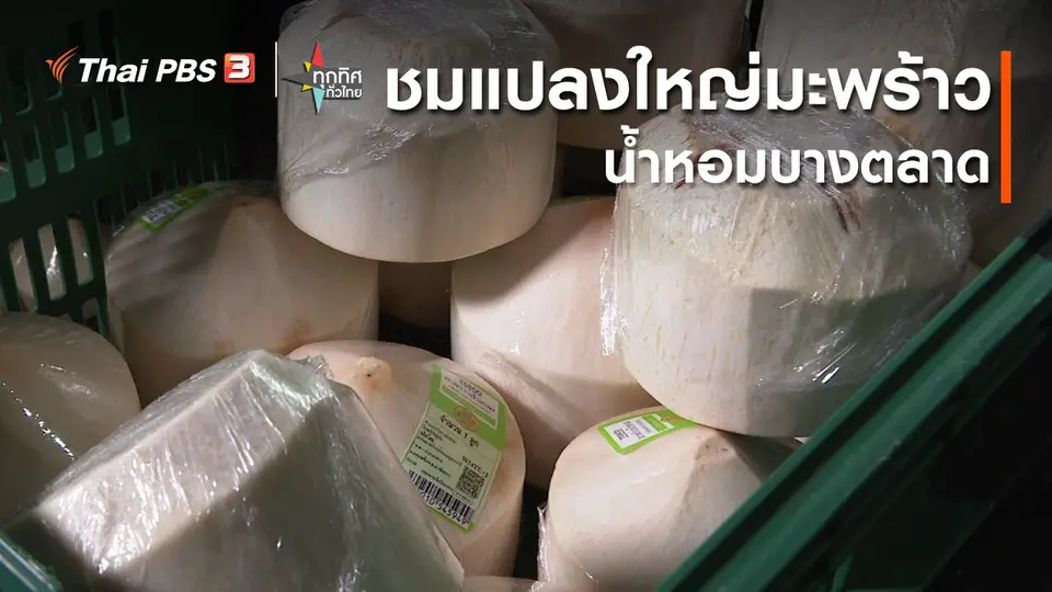 ​ชมแปลงใหญ่มะพร้าวน้ำหอมบางตลาด จ.ฉะเชิงเทรา