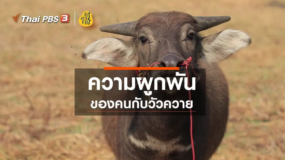 ​ความผูกพันของคนกับวัวควาย