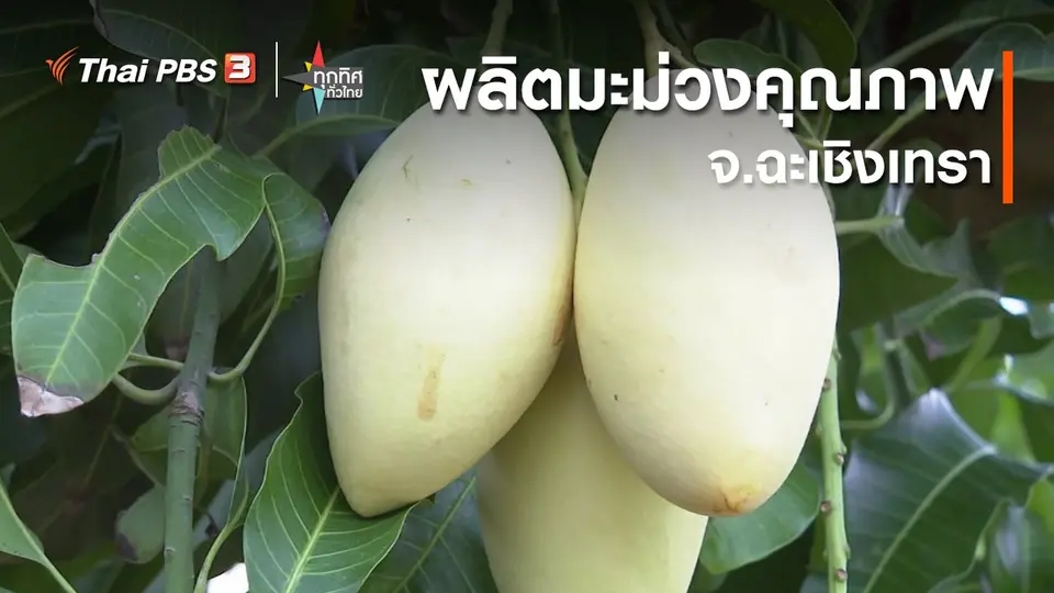 ผลิตมะม่วงคุณภาพ ต.คลองเขื่อน จ.ฉะเชิงเทรา