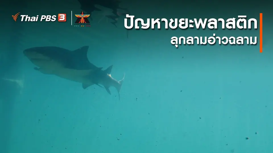 เรื่องเล่าการเดินทาง : ปัญหาขยะพลาสติกลุกลามอ่าวฉลาม