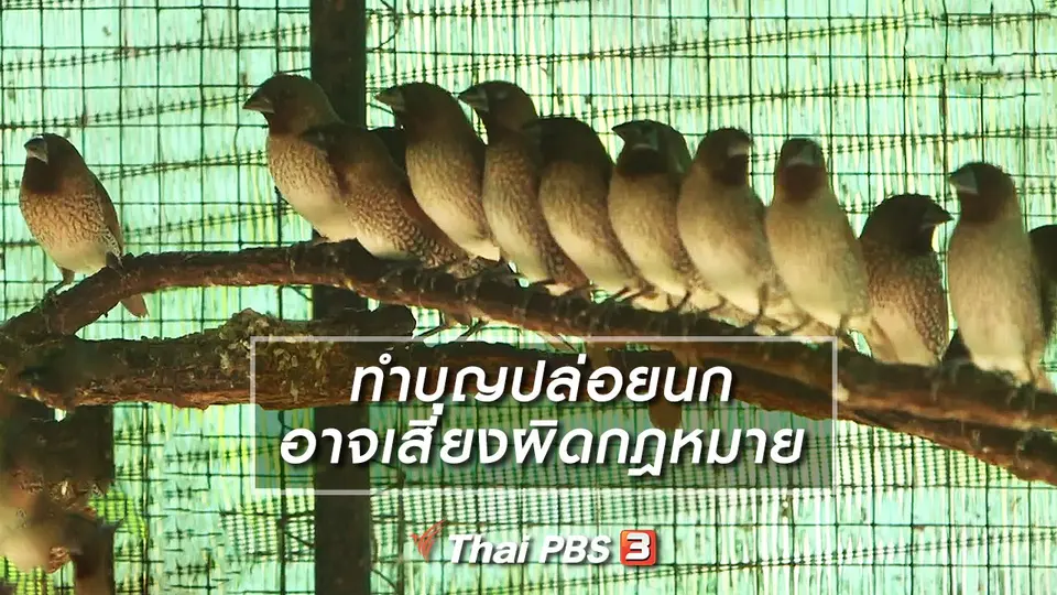 ทำบุญปล่อยนก อาจเสี่ยงผิดกฎหมาย