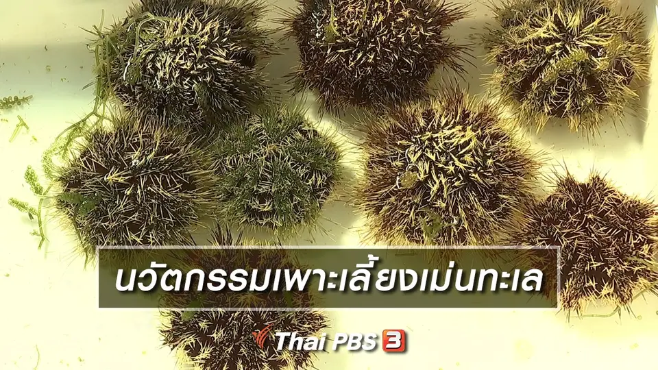 นวัตกรรมเพาะเลี้ยงเม่นทะเล