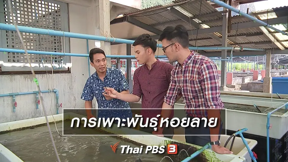 การเพาะพันธุ์หอยลาย