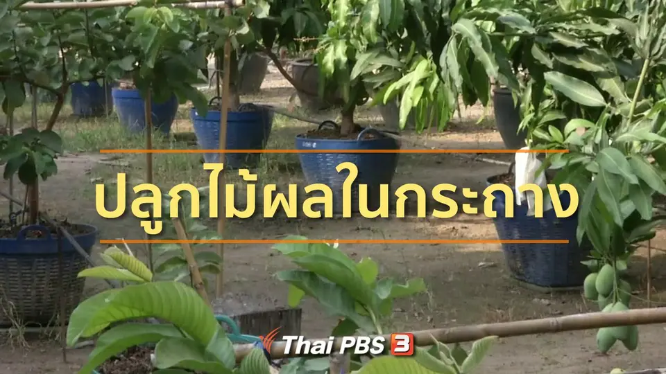 ชุมชนทั่วไทย : เรียนรู้ปลูกไม้ผลในกระถาง