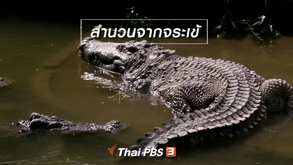 เพียงคำเดียว : สำนวนจากจระเข้