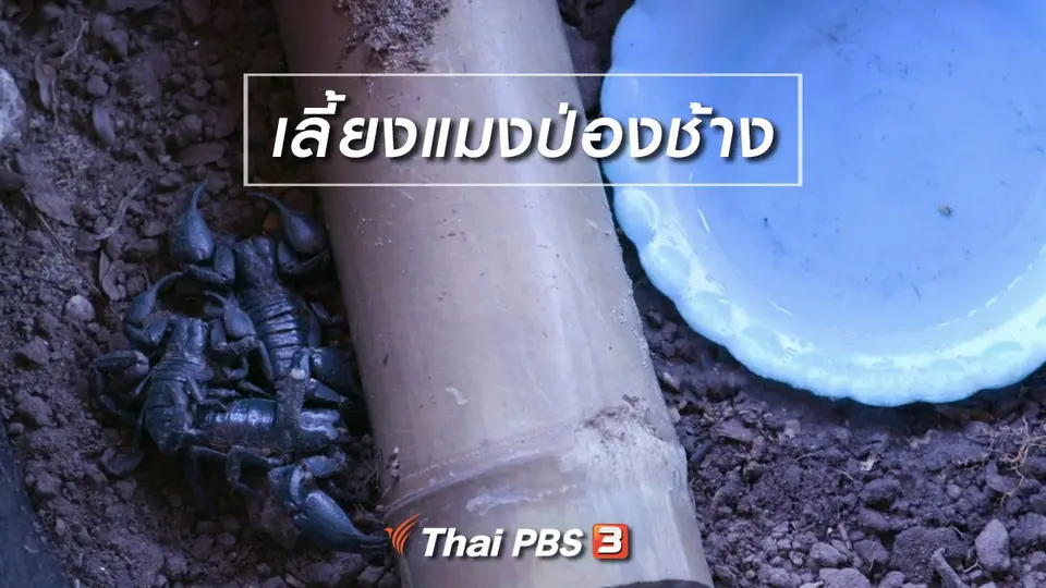​ตะลุยทั่วไทย : เลี้ยงแมงป่องช้าง