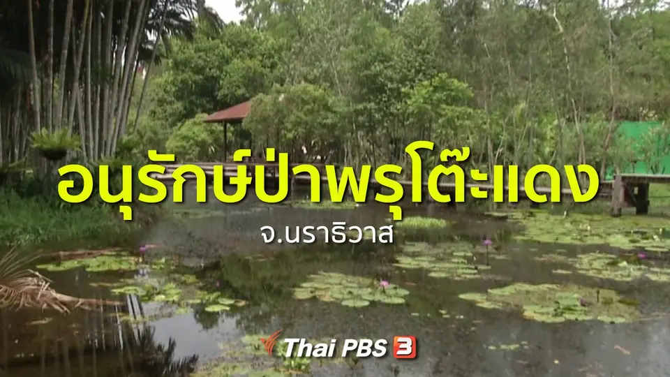 ชุมชนทั่วไทย : อนุรักษ์ป่าพรุโต๊ะแดง จ.นราธิวาส