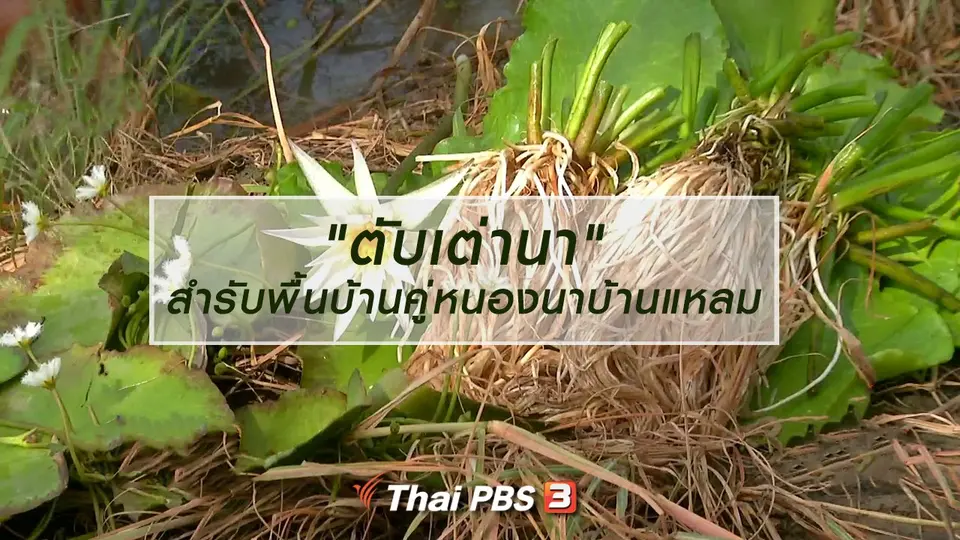 อิ่มมนต์รส : "ตับเต่านา" สำรับพื้นบ้านคู่หนองนาบ้านแหลม