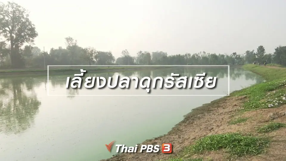 ตะลุยทั่วไทย : เลี้ยงปลาดุกรัสเซีย
