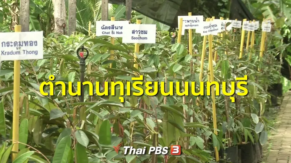 ​ชุมชนทั่วไทย : ตำนานทุเรียนนนทบุรี