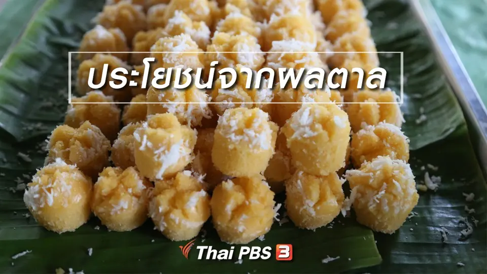 ​เรียนรู้วิถีไทย : ประโยชน์จากผลตาล