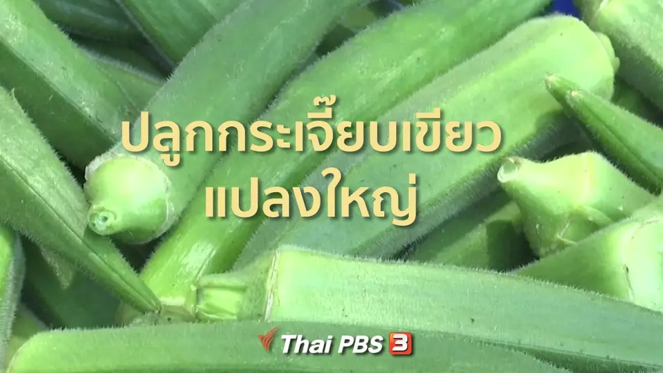 ชุมชนทั่วไทย : กระเจี๊ยบเขียวแปลงใหญ่ส่งขายต่างประเทศ