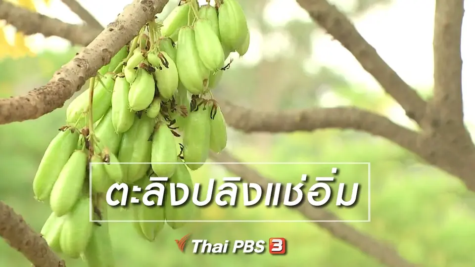 ตะลุยทั่วไทย : ตะลิงปลิงแช่อิ่ม