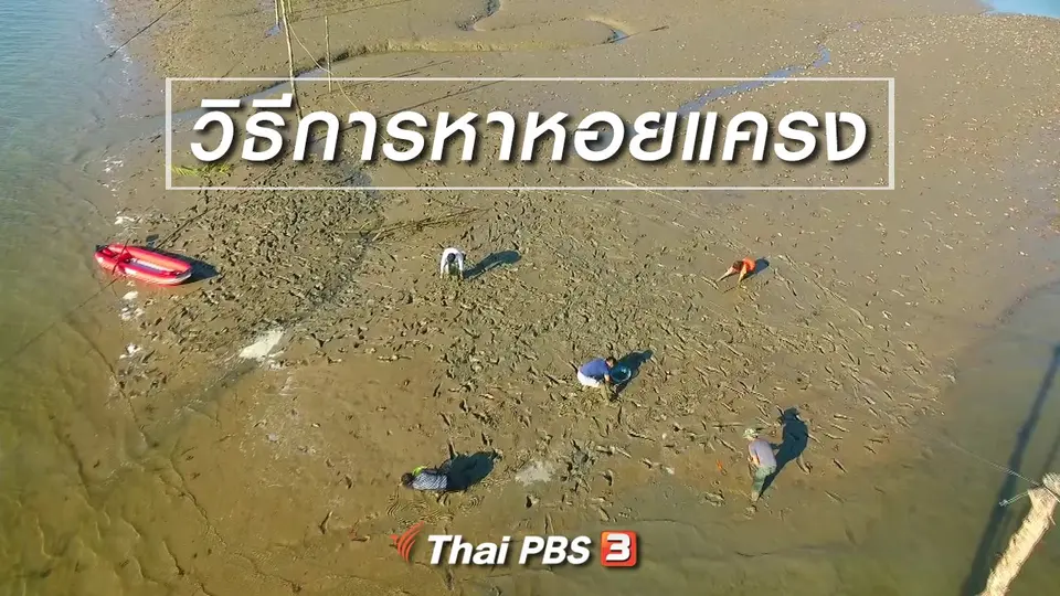 เรียนรู้วิถีไทย : วิธีการหาหอยแครง