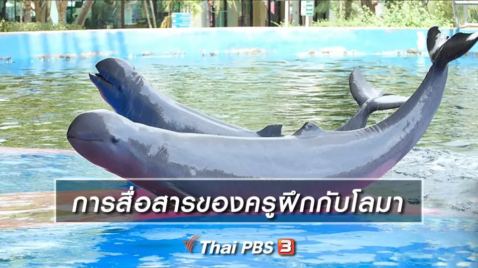 คิดส์เรียนรู้ : การสื่อสารของครูฝึกกับโลมา