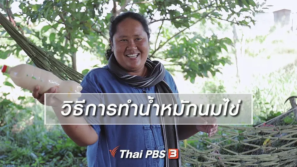 สูตรลับฉบับบ้านนา : วิธีการทำน้ำหมักนมไข่