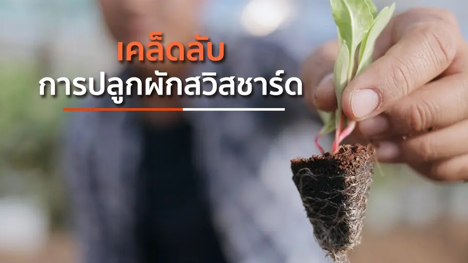 เคล็ดลับการปลูกผักสวิสชาร์ด