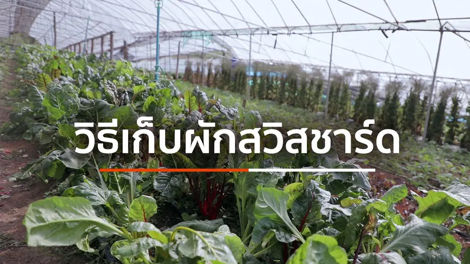 วิธีเก็บผักสวิสชาร์ด