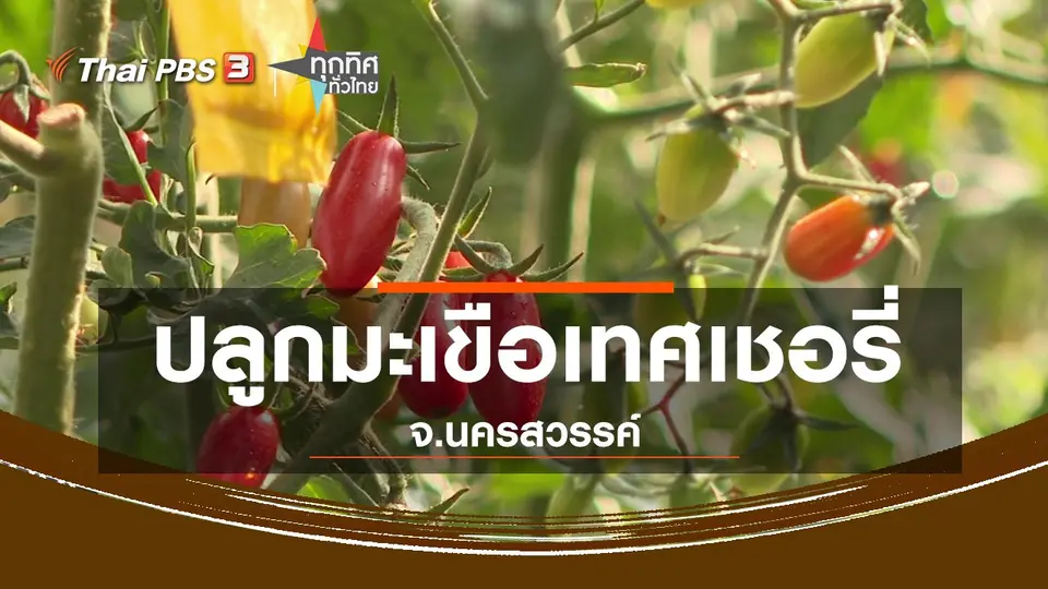 อาชีพทั่วไทย : ปลูกมะเขือเทศเชอรี่ขายรายได้งาม จ.นครสวรรค์