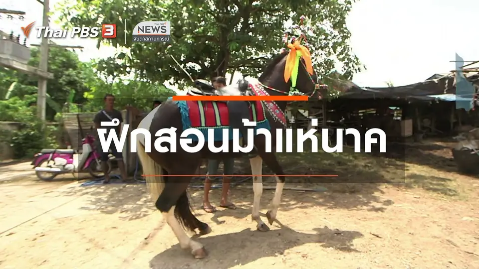 ตะลุยทั่วไทย : ฝึกสอนม้าแห่นาค