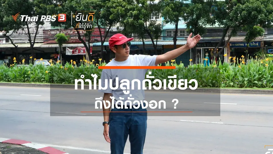 ทำไมปลูกถั่วเขียวถึงได้ถั่วงอก ?