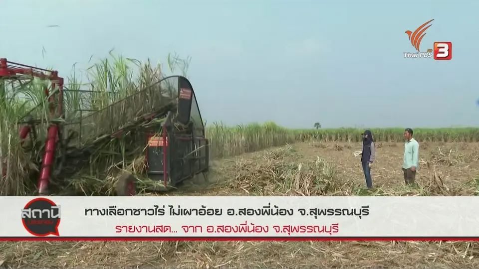 ​สถานีร้องเรียน : ทางเลือกชาวไร่ ไม่เผาอ้อย อ.สองพี่น้อง จ.สุพรรณบุรี