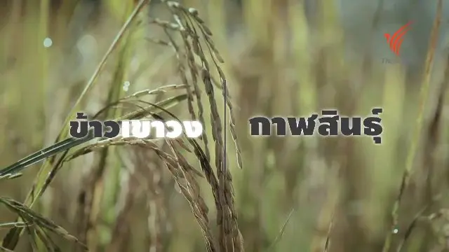 ​ข้าวเขาวง