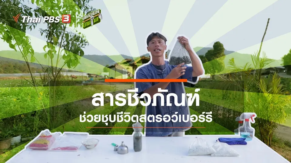 สารชีวภัณฑ์ ช่วยชุบชีวิตสตรอว์เบอร์รี